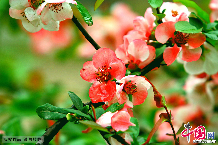 ����Ī������Ļ�����