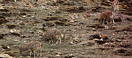 Ұ���������