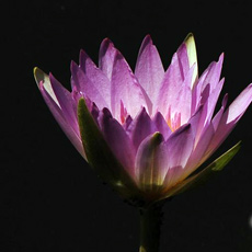 “����˯����” ����ֲ��԰˯��[��ͼ]