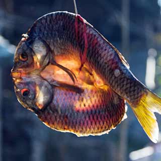 ����ϵĴ��ڣ�������ζ֮��ζ[��ͼ]