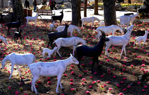 �����˴�����999ֻϲ“����”ӭ��