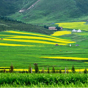 ��������ʮ��Ķ�Ͳ˻����ųɽ�ɫ����[��ͼ]