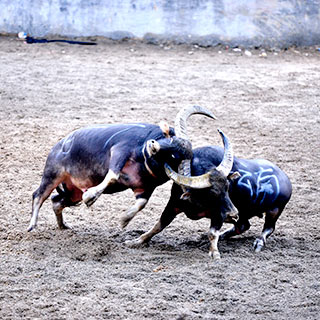 ǭ��ᶷţ�������� “ţ��”��28�򽱽�[��ͼ]