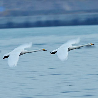 ����ֻ���Խ���ٳ� ˫��˫���̶ս�[��ͼ]