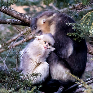 ������ӭ����'��������'���� ��ɽͷ'���'���ȱ���[��ͼ]