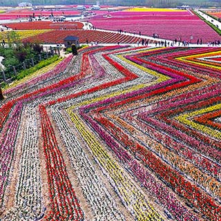 ����“��ԭС����”ǧĶ���������� �����Ʋ�ɫ��̺[��ͼ]